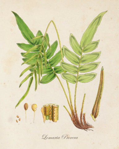 British Fern No.3 Botanical Print - Giclee Art Print