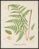 British Fern No.5 Botanical Print - Giclee Art Print