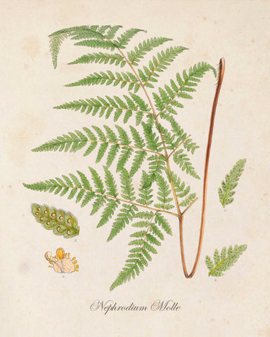 British Fern No.5 Botanical Print - Giclee Art Print