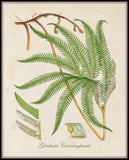 British Fern No.6 Botanical Print - Giclee Art Print