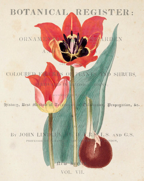 Vintage Poppy Floral Collage No.13 - Botanical Print
