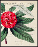 Rhododendron Floral Collage No.15 - Botanical Print