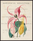 Vintage Lily Floral Collage No.14 - Botanical Print