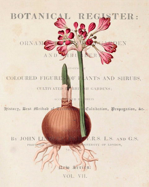 Vintage Floral Collage No.12 - Botanical Print