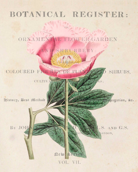 Vintage Floral Collage No.819 - Botanical Art Print