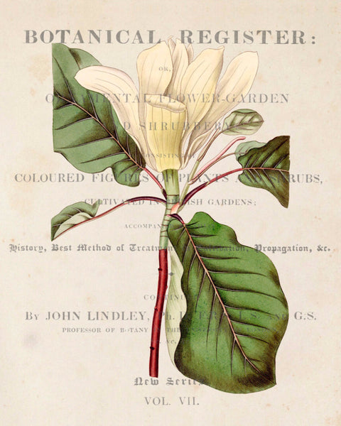 Vintage Floral Collage No.407 - Botanical Art Print