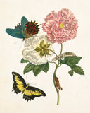 Vintage Maria Sybilla Merian Butterfly No. 24 - Botanical Print