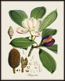 Magnolia Taluma Hodgsoni Botanical Print No. 10