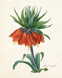 Fritillaria Imperialise Botanical Print