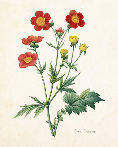 Geum Coccineum Botanical Print