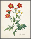 Geum Coccineum Botanical Print