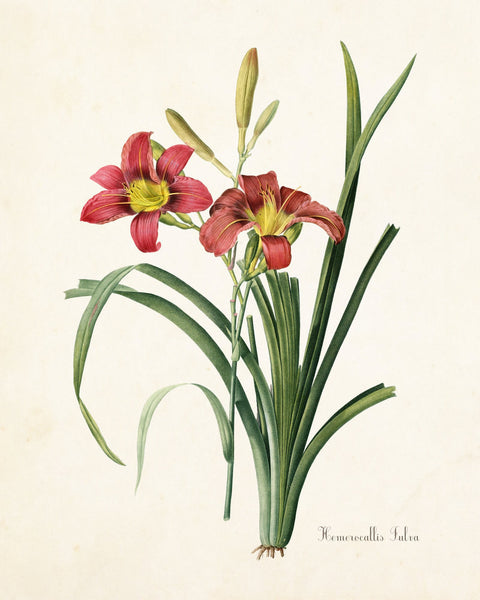 Hemerocallis Fulva Daylily Botanical Print