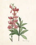 Lilium Martagon Daylily Botanical Print