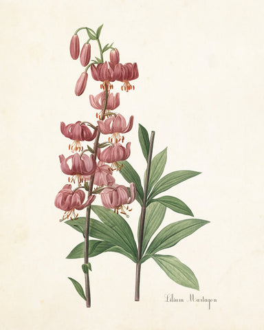 Lilium Martagon Daylily Botanical Print