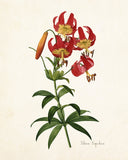 Lilium Superbum Daylily Botanical Print