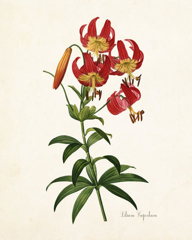 Lilium Superbum Daylily Botanical Print