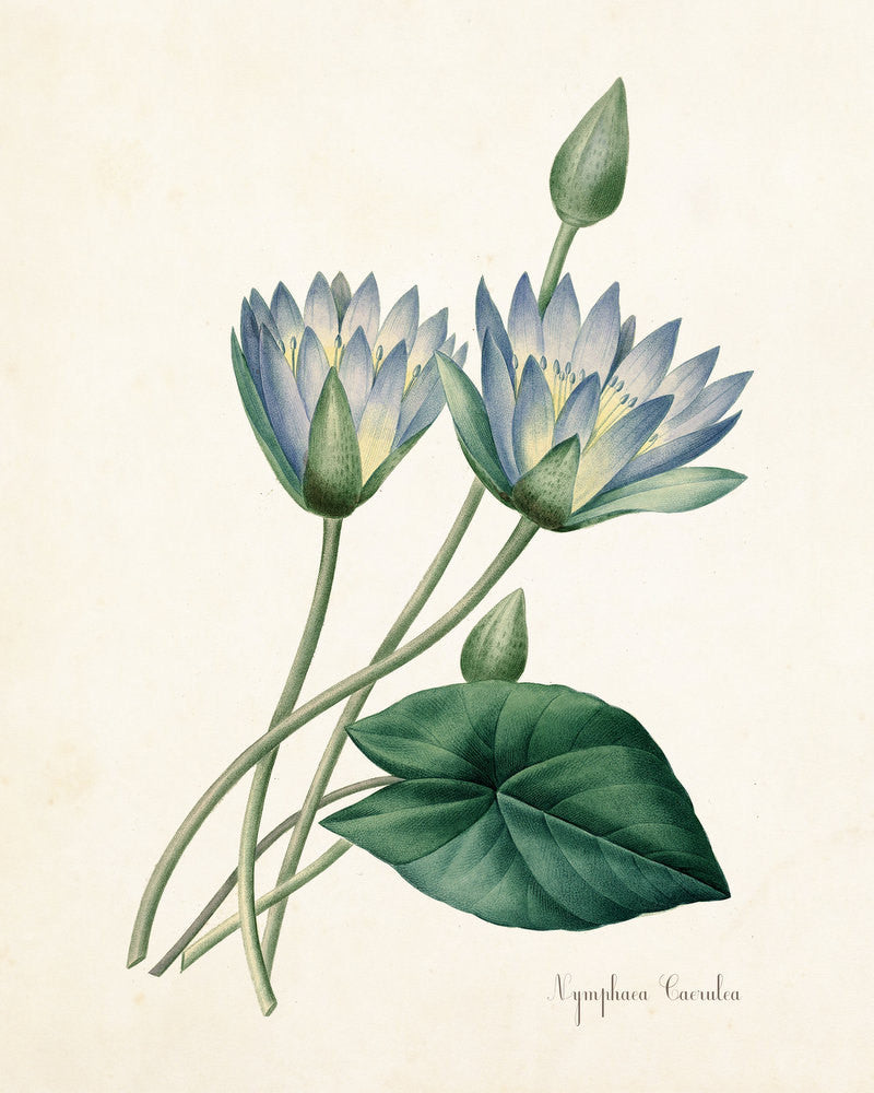 Blue Lotus Nymphaea Caerulea Botanical Art Print – BelleBotanica