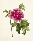 Mountain Peony Botanical Art Print No. 2