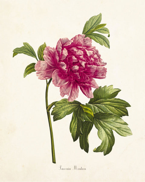 Mountain Peony Botanical Art Print No. 2