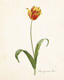 Tulip Plate 1 Botanical Print - Giclee Art Print
