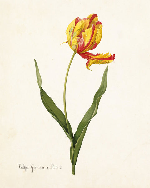 Tulip Plate 2 Botanical Print - Giclee Art Print