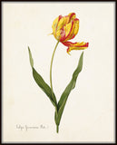 Tulip Plate 2 Botanical Print - Giclee Art Print