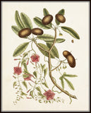 Catesby Botanical Print No. 87 - Giclee Art Print