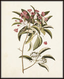 Catesby Botanical Print No. 98 - Giclee Art Print