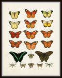 Vintage Butterfly Series 1 Print No. 1