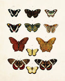 Vintage Butterfly Series 1 Print No. 5