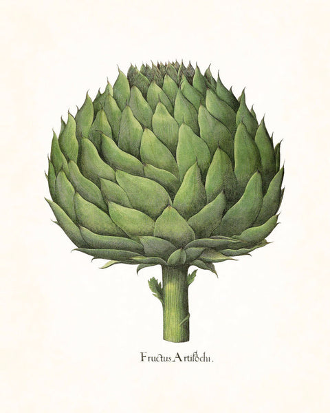 Antique Artichoke No.2 Botanical Print