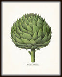 Antique Artichoke No.2 Botanical Print