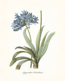 Redoute Series No.1 Agapanthus - Botanical Print