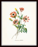 Redoute Series No.1 Anemone Stellata - Botanical Print