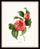 Redoute Series No.1 Camelia - Botanical Art Print