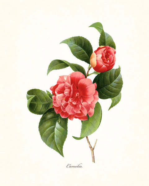 Redoute Series No.1 Camelia - Botanical Art Print