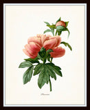 Redoute Series No.1 Peony - Botanical Art Print
