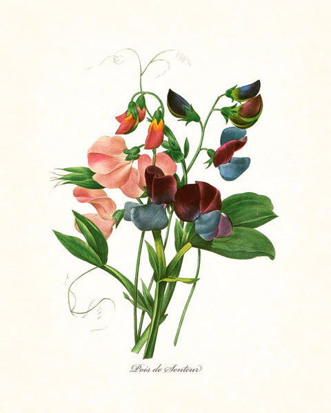 Redoute Series No.1 Sweet Pea - Botanical Art Print