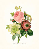 Redoute Series No.1 Rose Anemone Clematis - Botanical Print