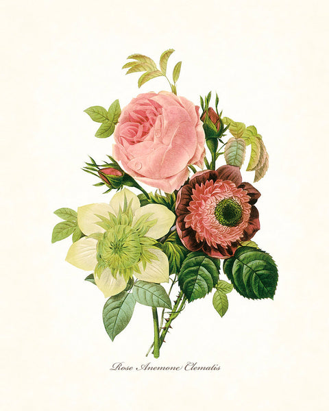 Redoute Series No.1 Rose Anemone Clematis - Botanical Print