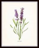 French Lavender Botanical Print