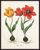 Tulipa Botanical Print No. 4 - Giclee Art Print