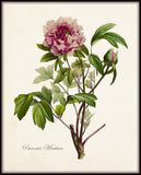 Paeonia Moutan No. 22 Botanical Print