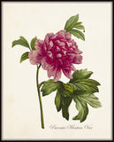 Paeonia Moutan Var No. 23 Botanical Print