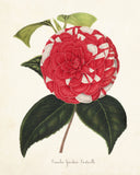 French Camelia Giardino Botanical Art Print