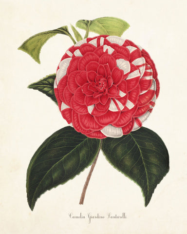 French Camelia Giardino Botanical Art Print