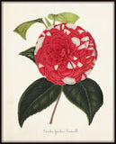 French Camelia Giardino Botanical Art Print