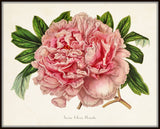 Paeonia Arborea Botanical Print