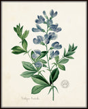 Podalyria Astralus No. 2 Botanical Art Print