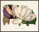 Magnolia Talauma Botanical Print